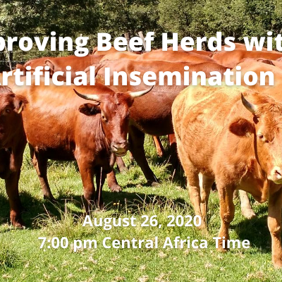 Improving Beef Herds with Artificial Insemination
