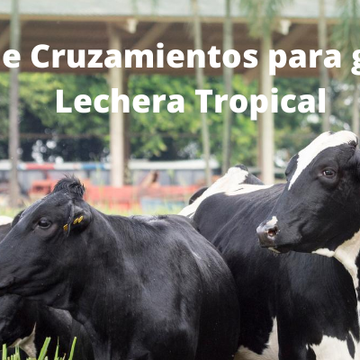 Planes de Cruzamientos para ganadería Lechera Tropical